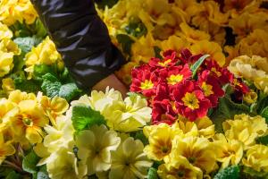 Proslava v počastitev materinskemu dnevu 8